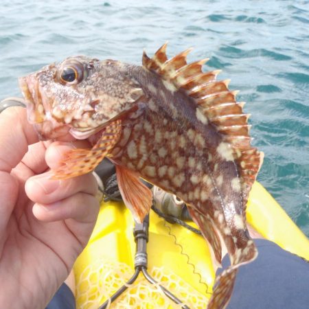橘湾でのカヤックRIDE ON!!